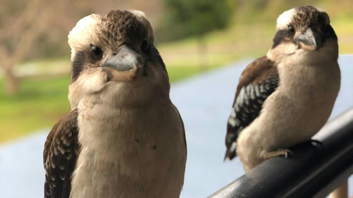 These guys are just some of the birdie you will see and hear most days.