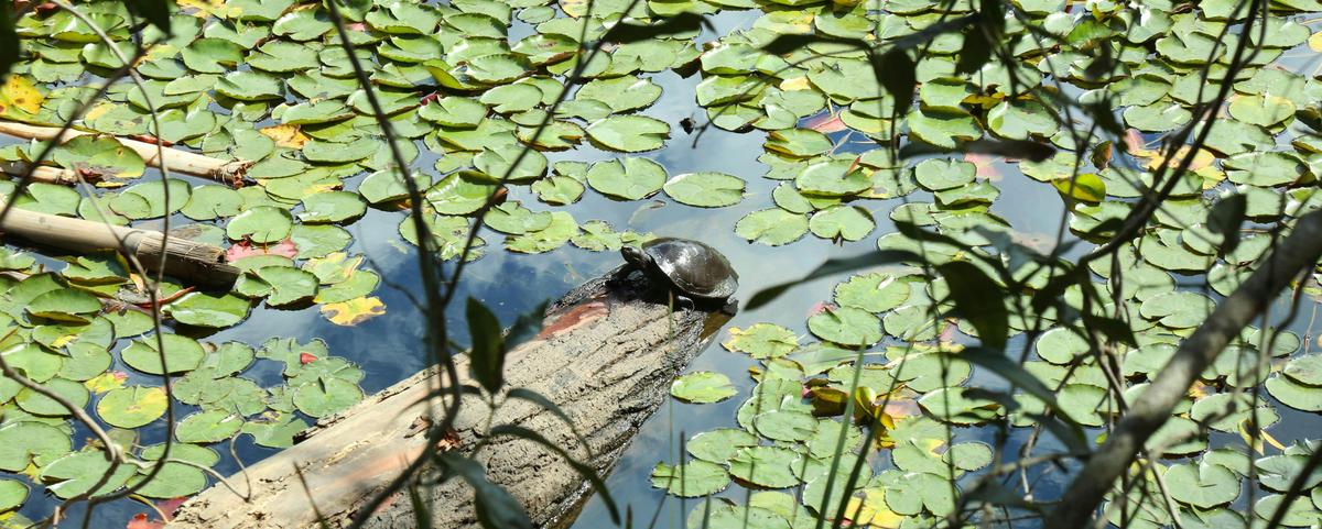 Many Animals call the Reservoir home