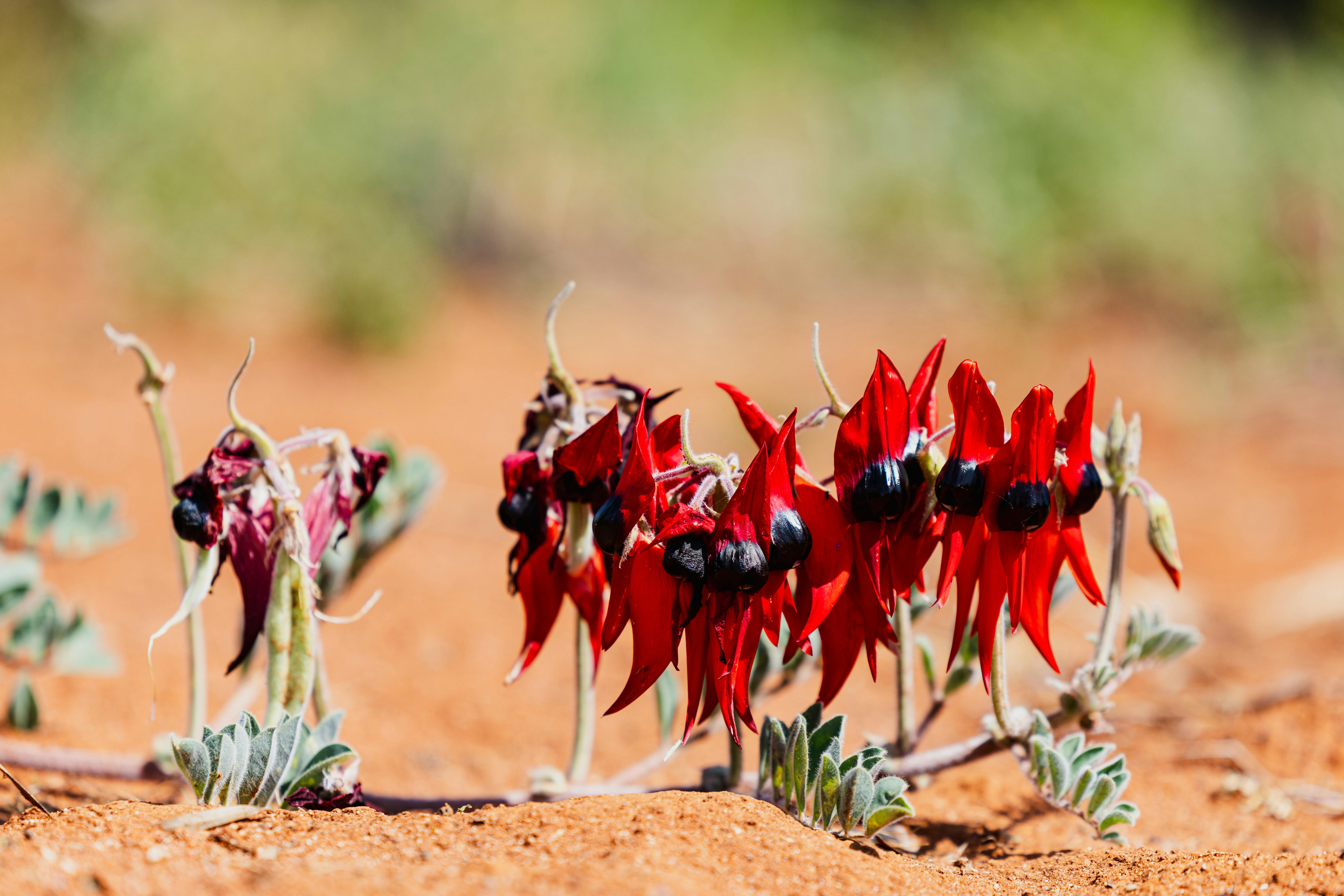 Australia inland Botanical Gardens