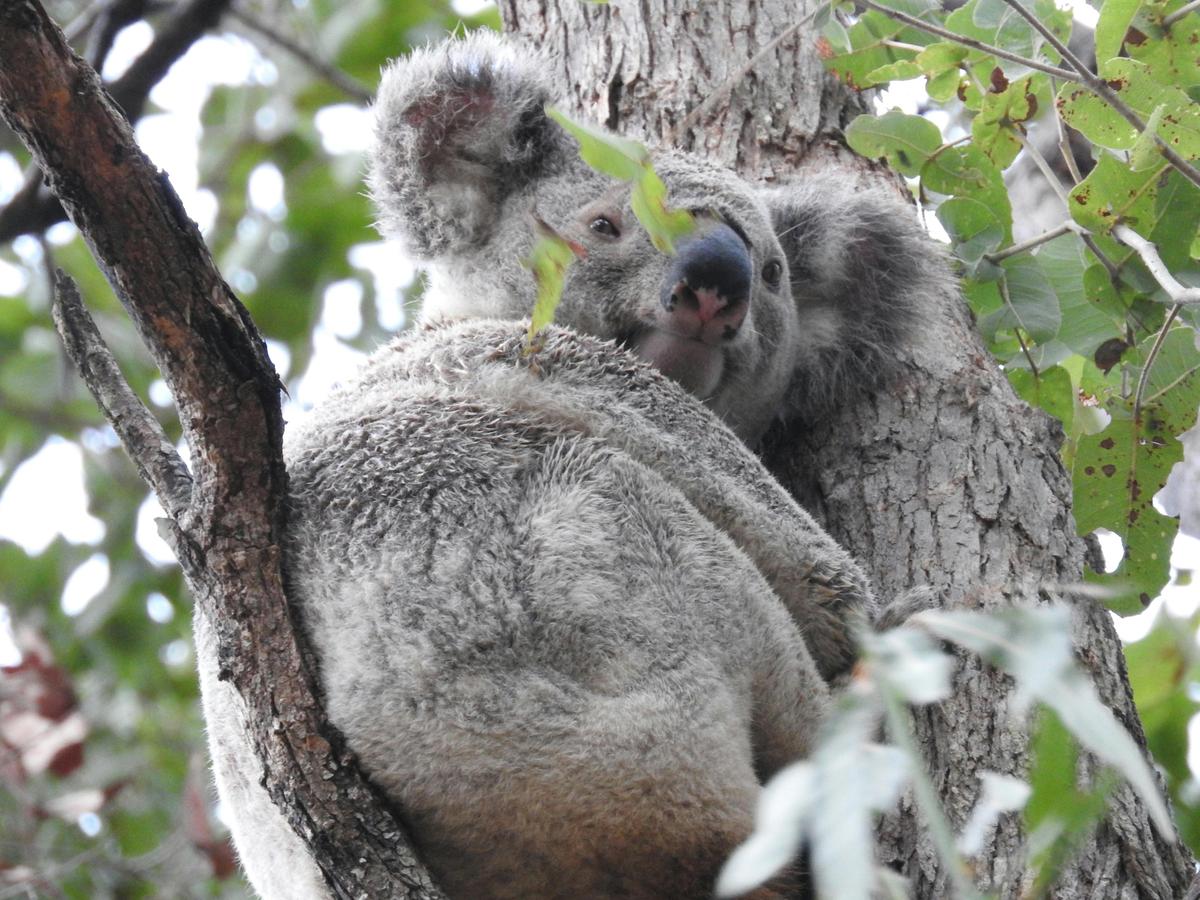 Koala  near the house