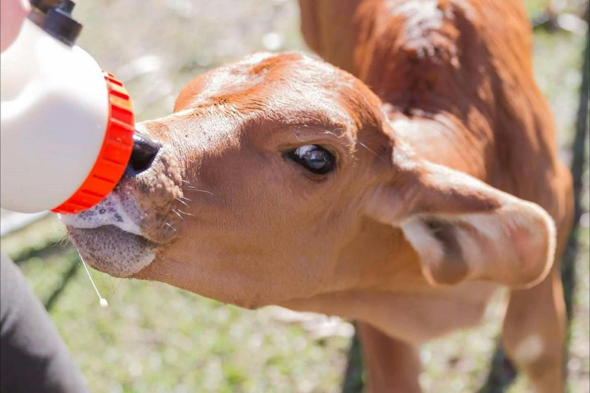 Rosie the cow with her bottle of milk