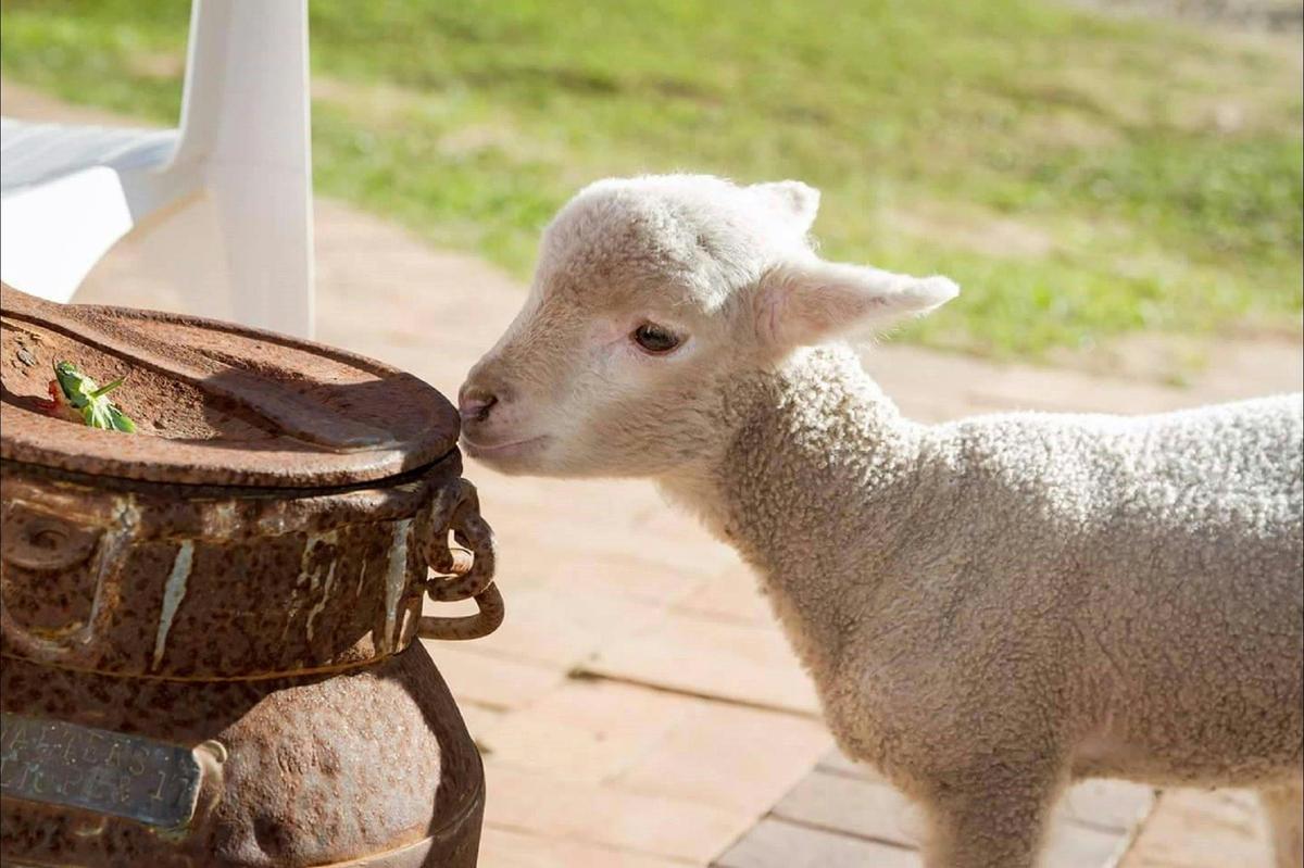 Cute little lamb