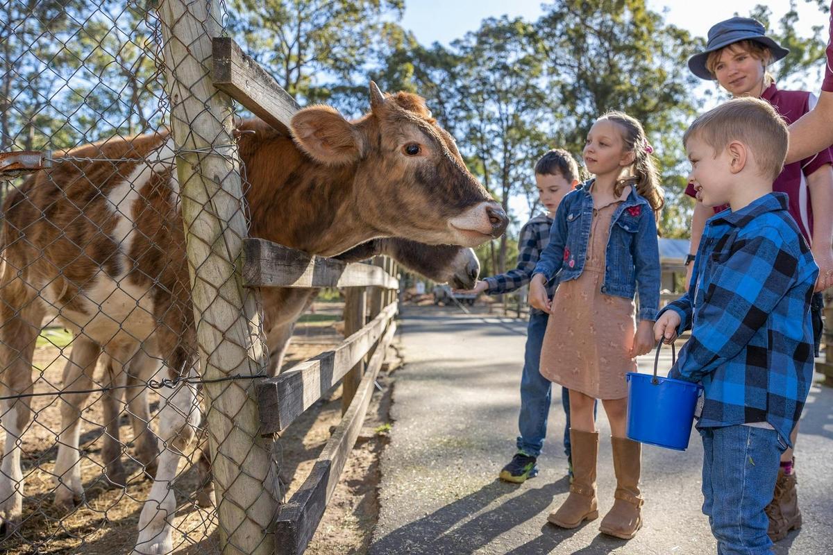 Friendly cow feeding