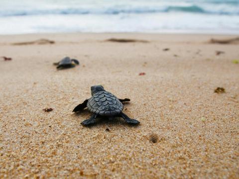 Turtle Sands
