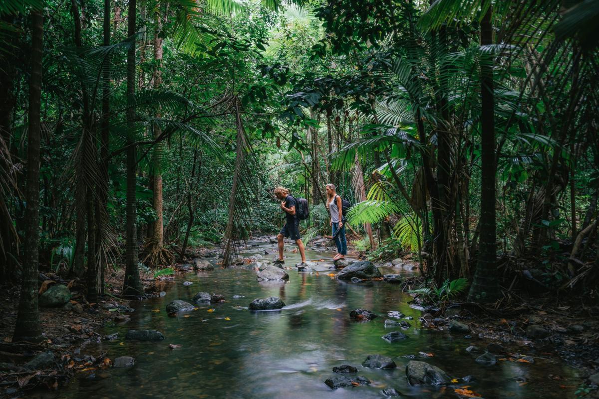 Exploring the Daintree rainforest in Cape Tribulation