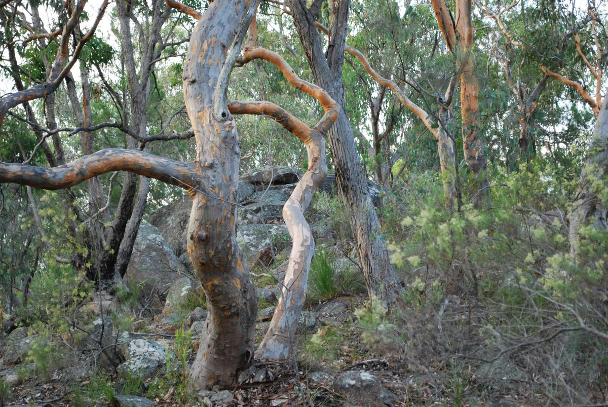 Twisted Gum Trees