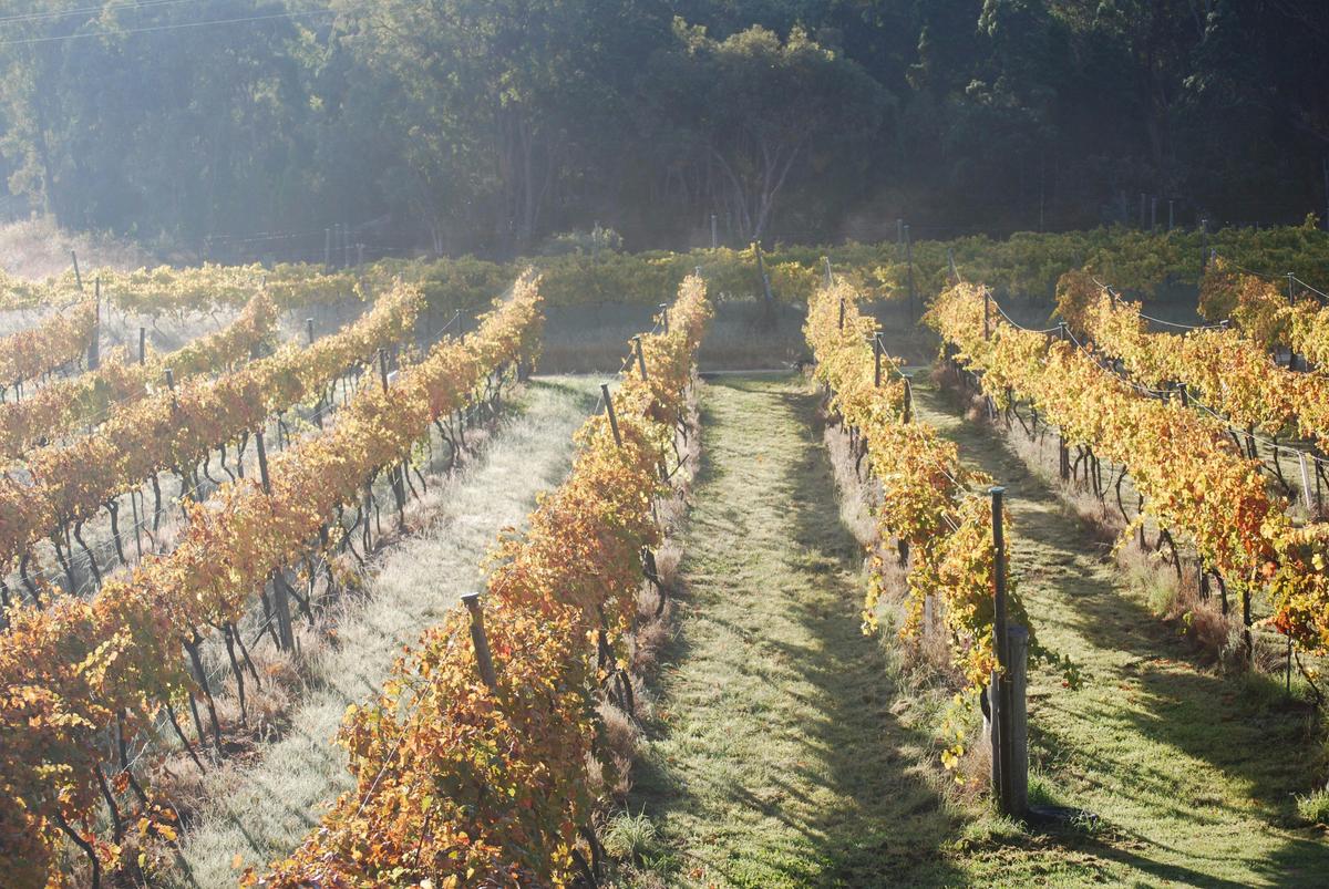Autumn in the Vineyard