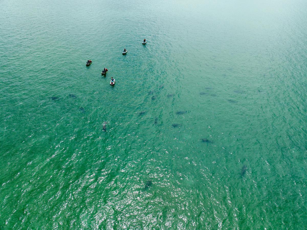Unique encouter with group of Dugongs off Moreton Island