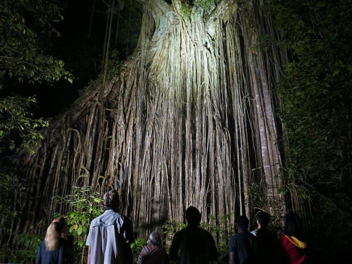 Nocturnal Rainforest Wildlife Tour