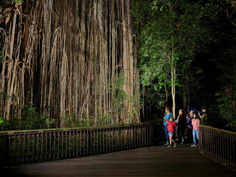 Wait-a-While Rainforest Tours