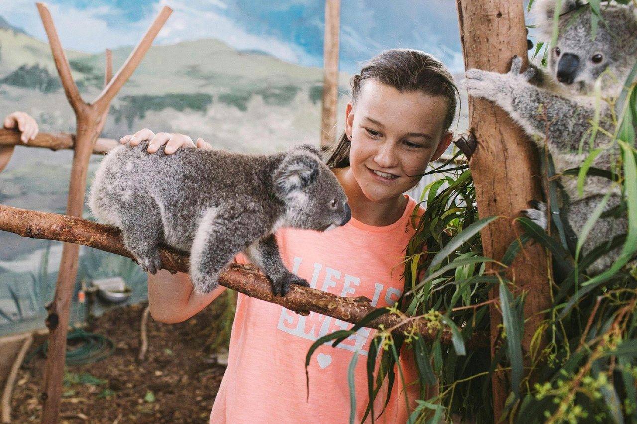 Koala Encounter