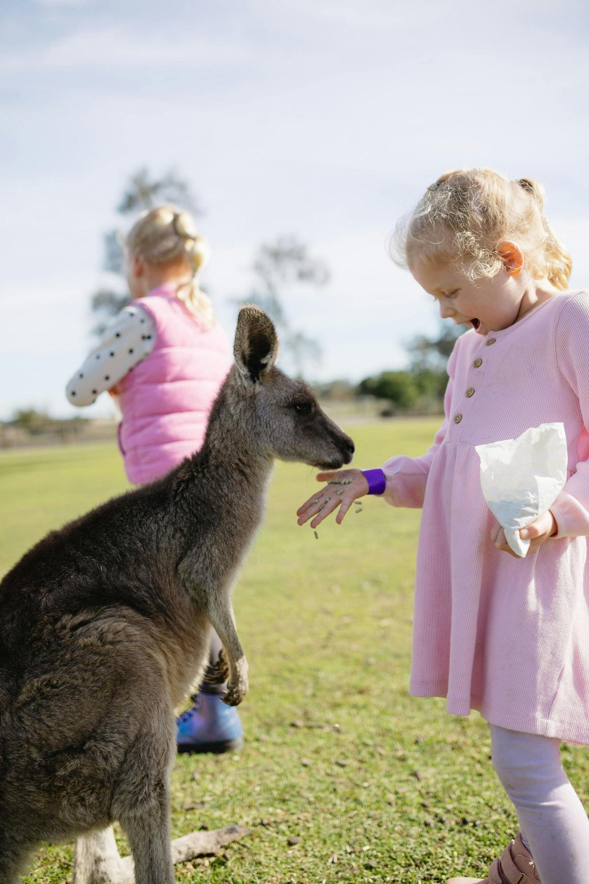 Kangaroo Feeding
