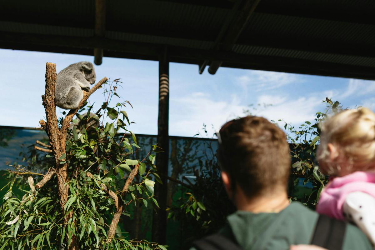 Koala Country