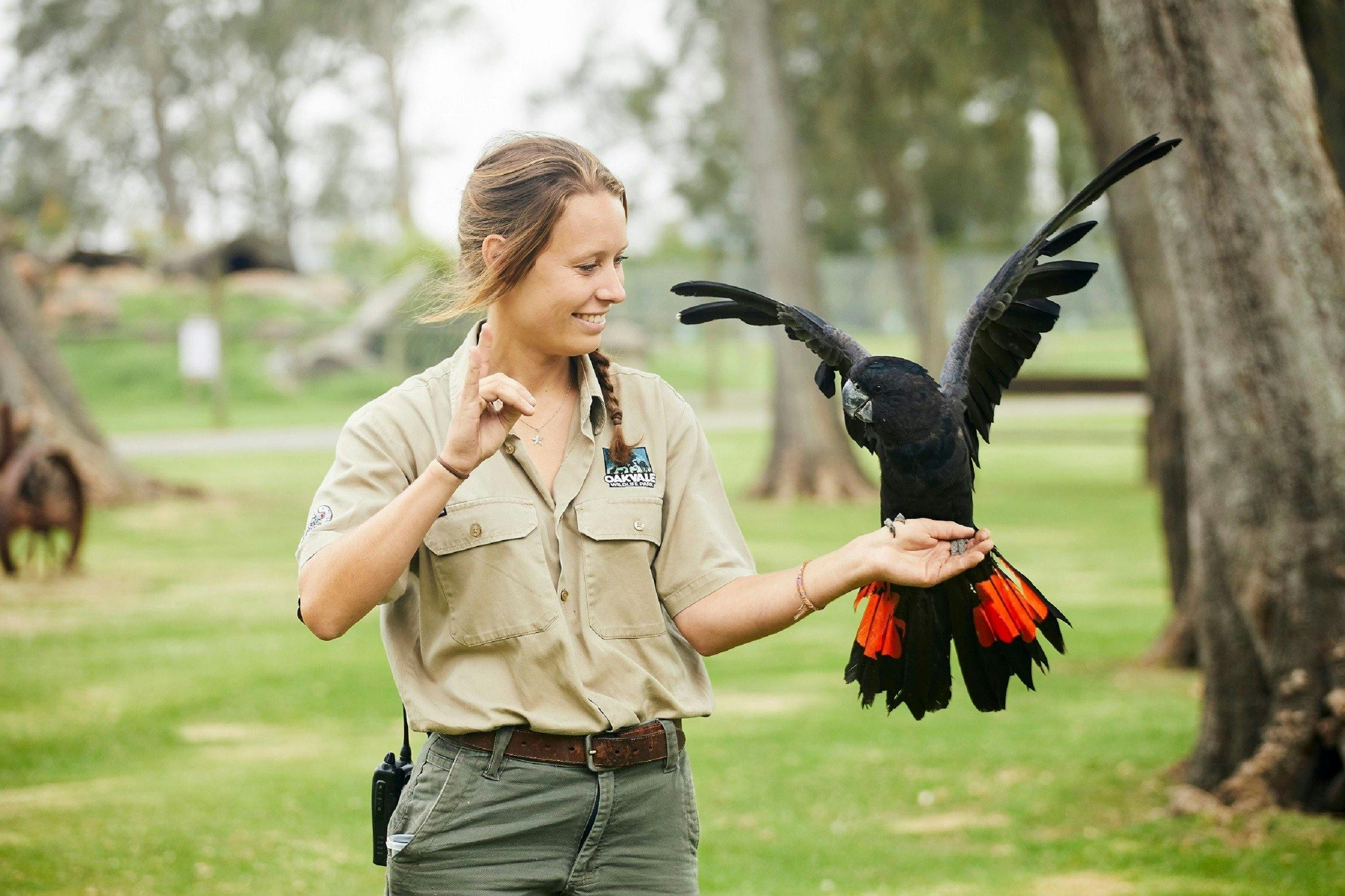 Keeper with Red-Tailed Cockatoo