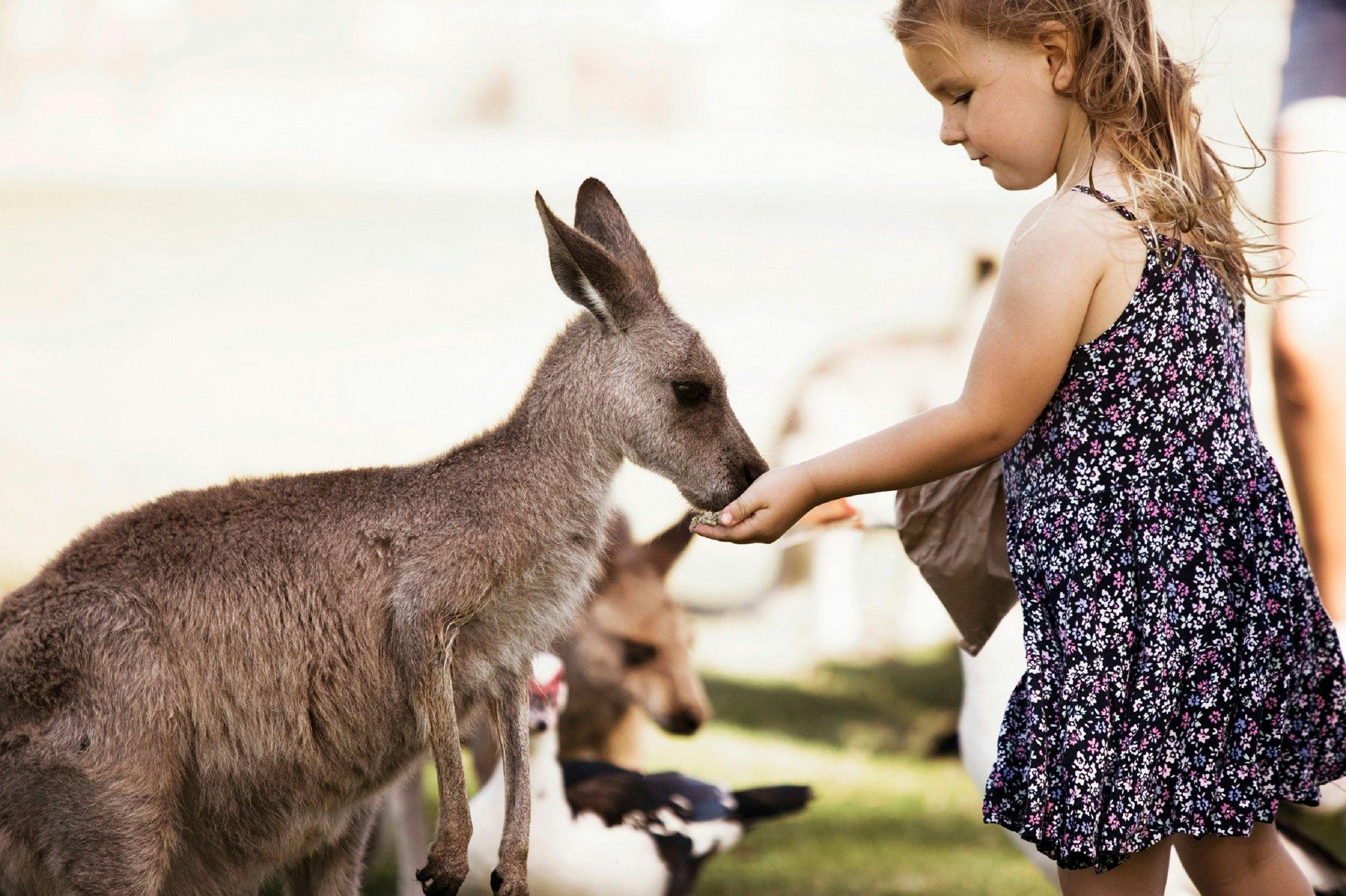 Feeding Free Range Kangaroo