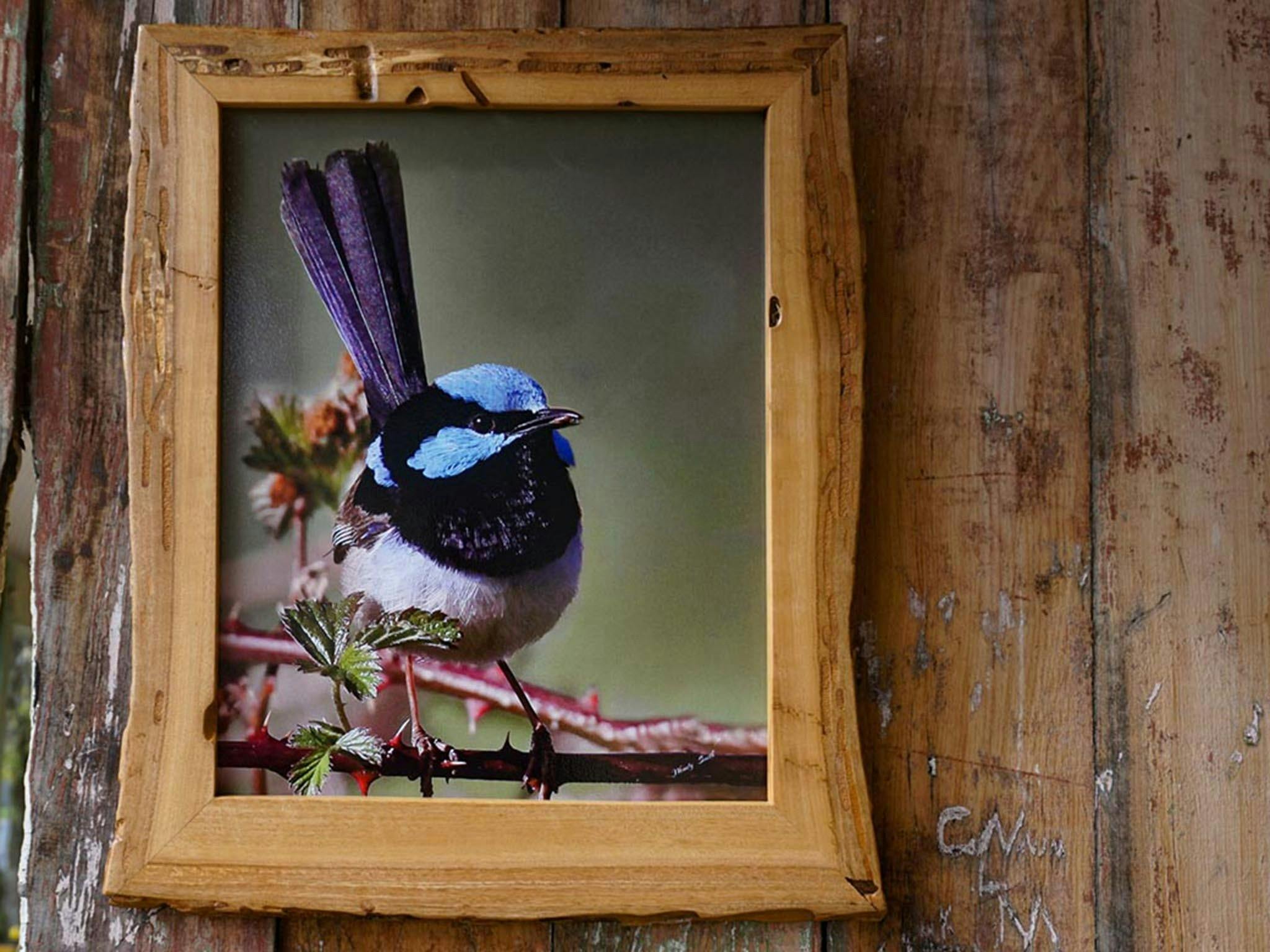 Blue Wren printed on metal with handcrafted wooden frame by Wendy Smith