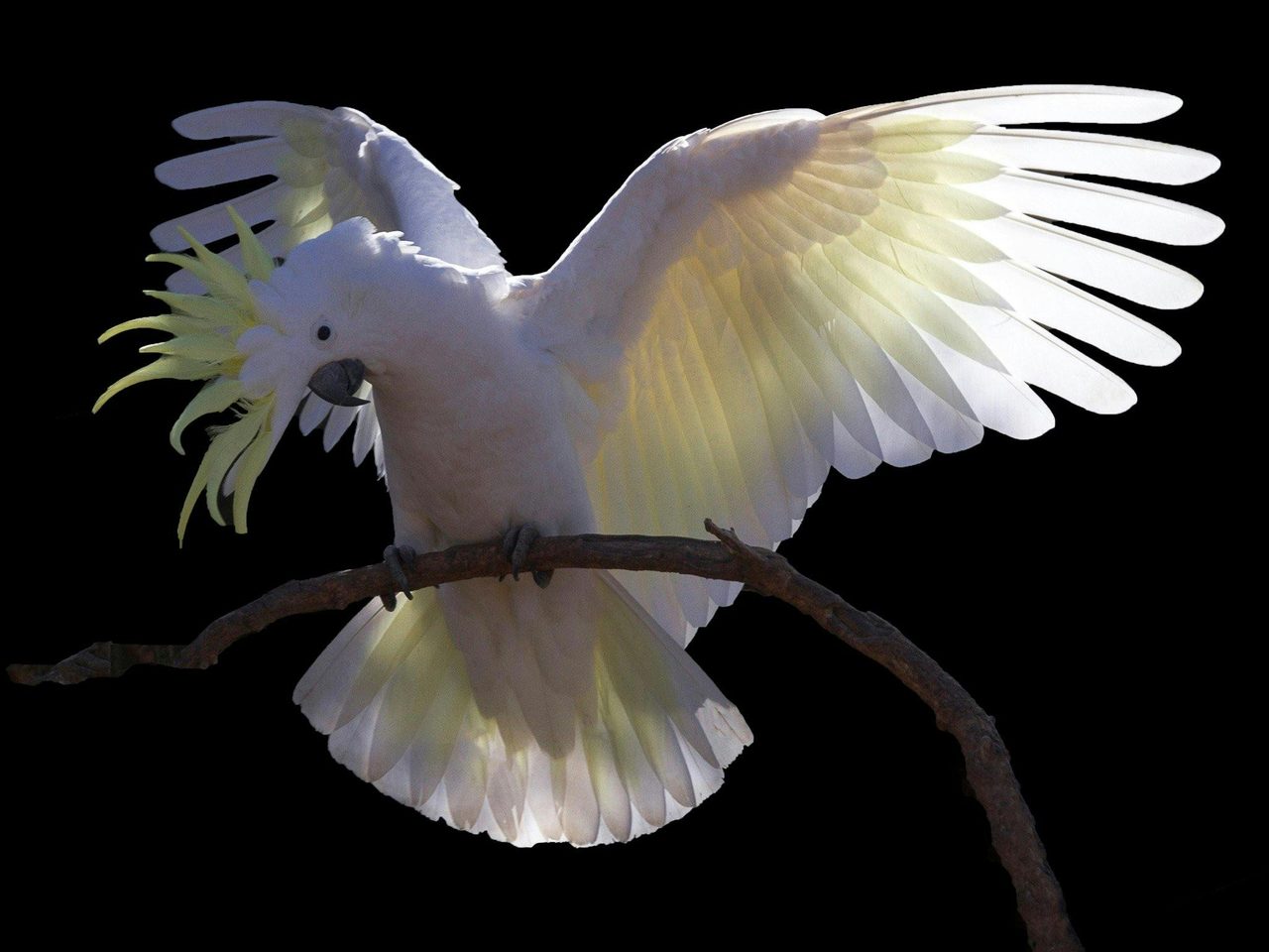 Stunning bird photography