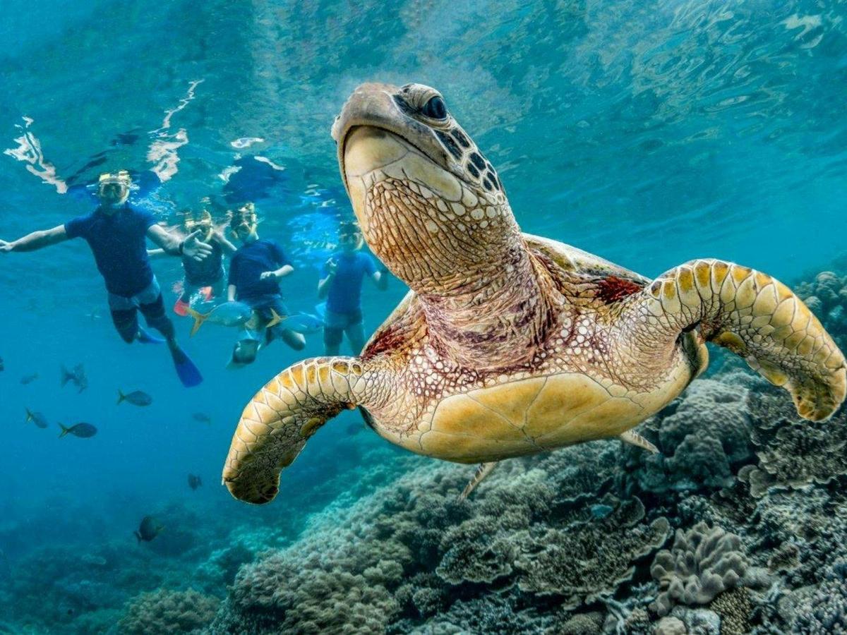 Great Barrier Reef Tours