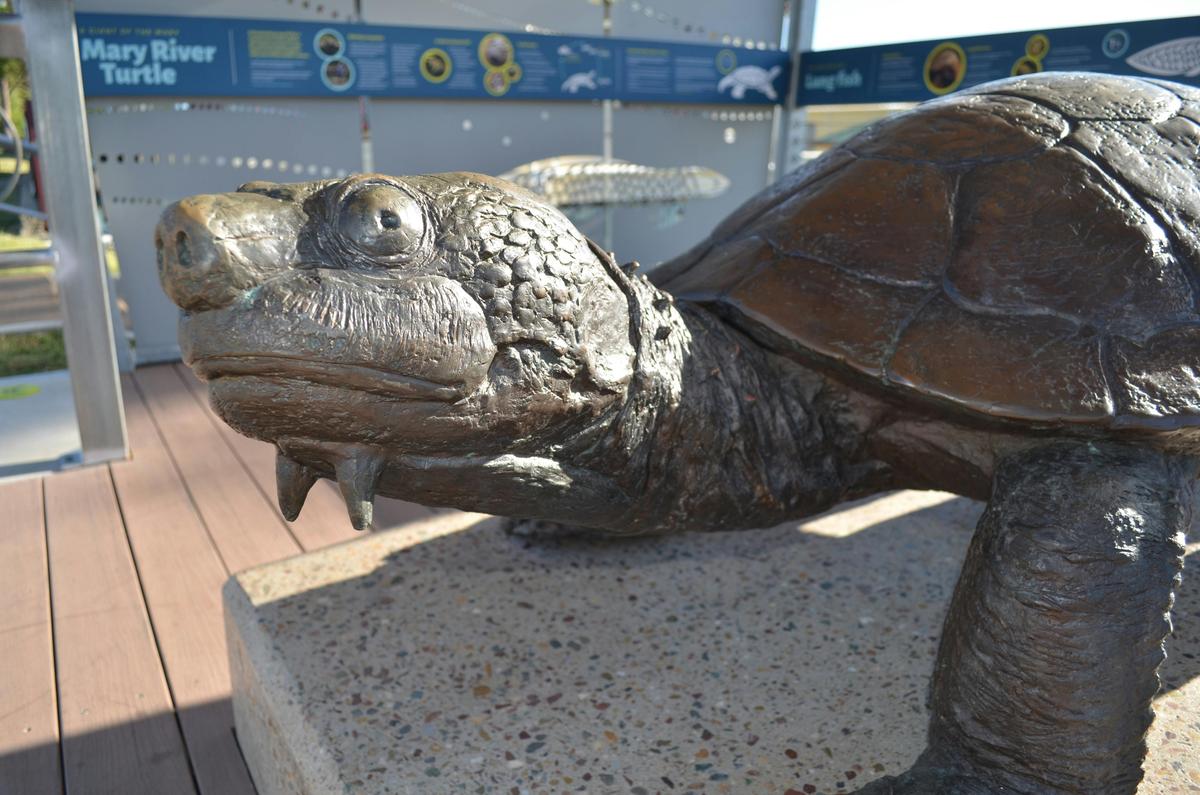 turtle