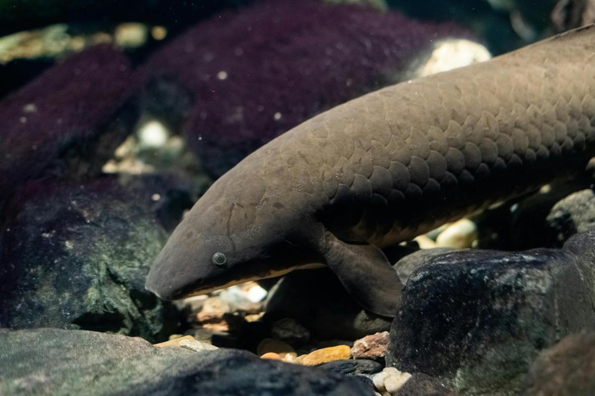 Meet one of Australia's most ancient species.