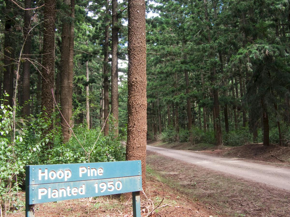 Yarraman State Forest