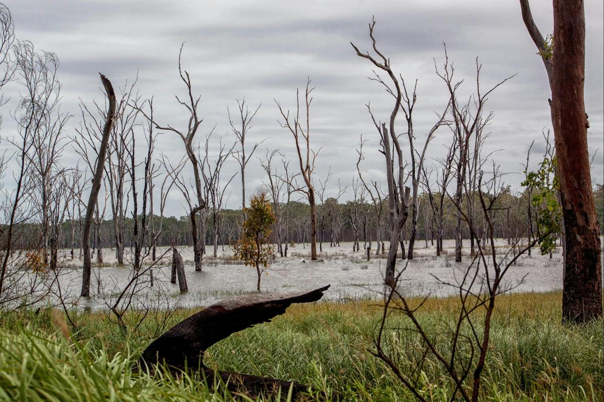 Lovely view of the Wooroolin Wetlands