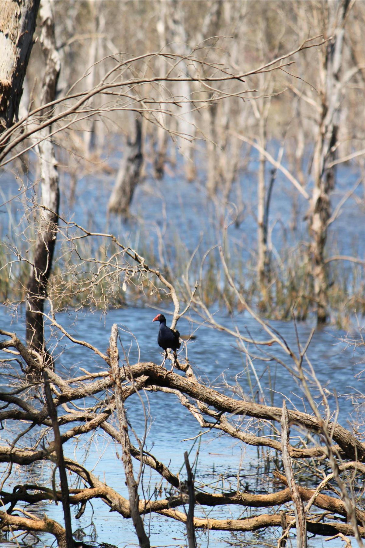 Wooroolin Wetland