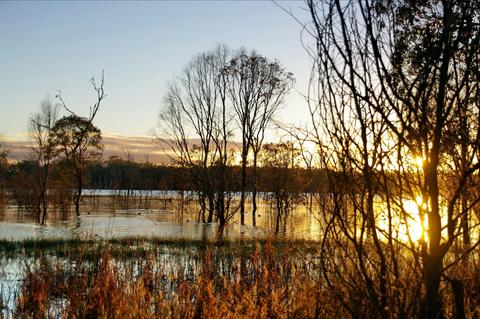 Wooroolin Wetland