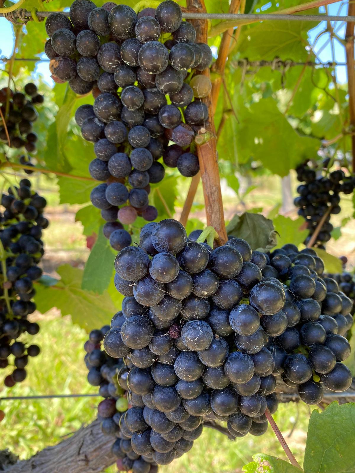 Full Day Winery/Brewery Tour