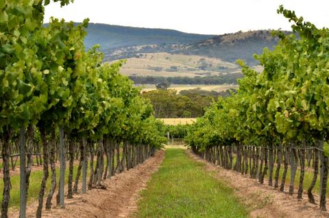 Half Day Winery/Brewery Tour
