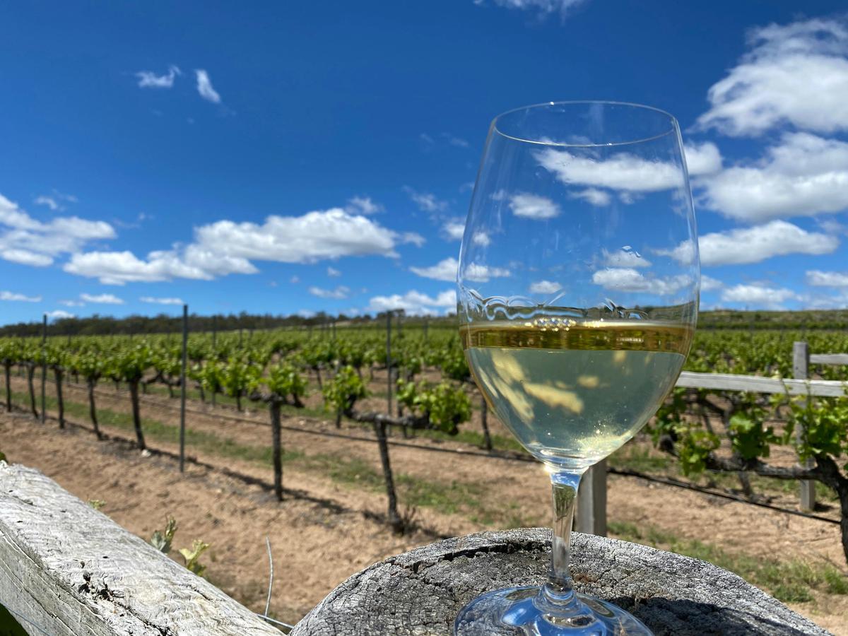 Beautiful vineyards