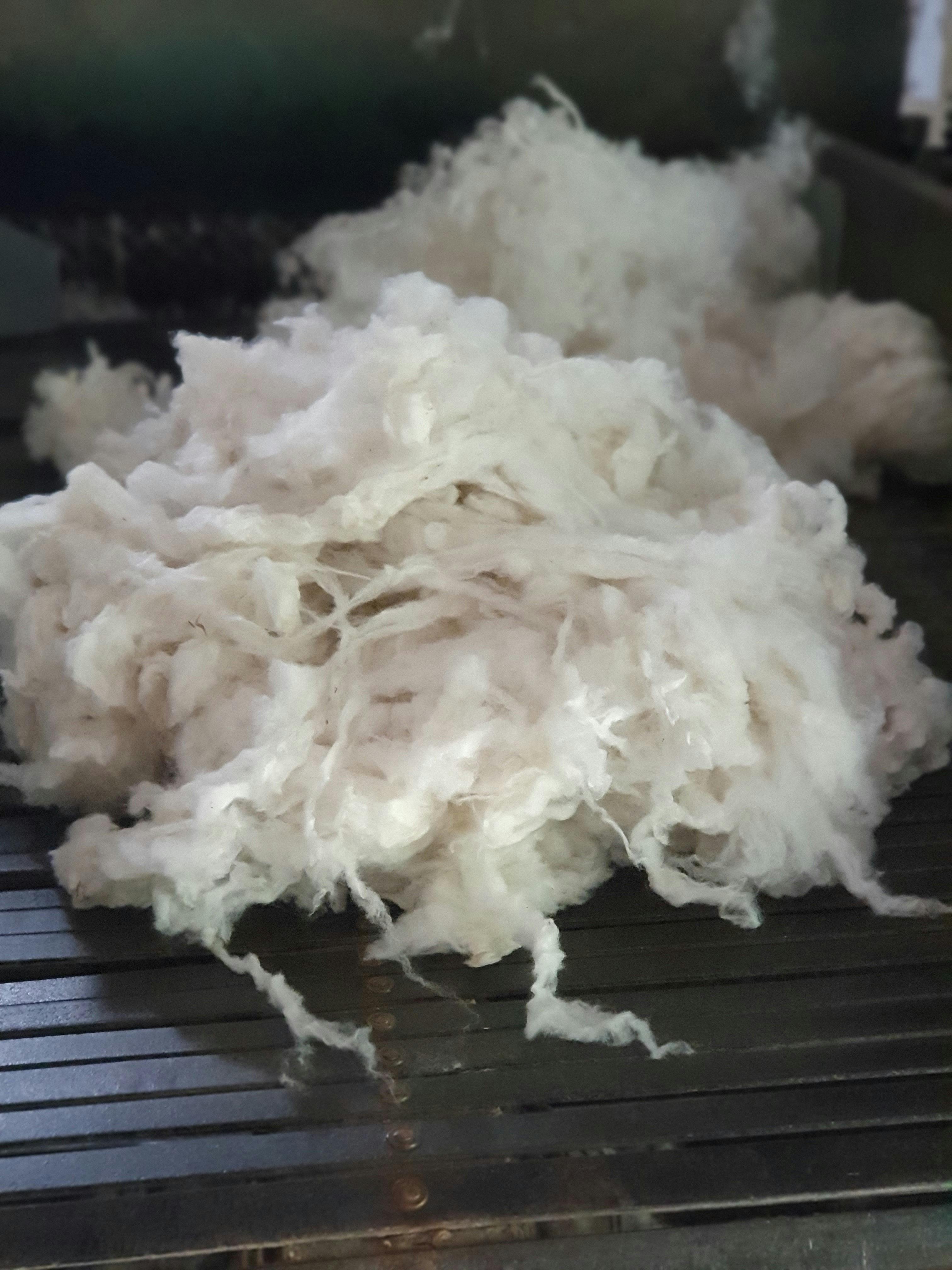 Nundle Scoured Wool