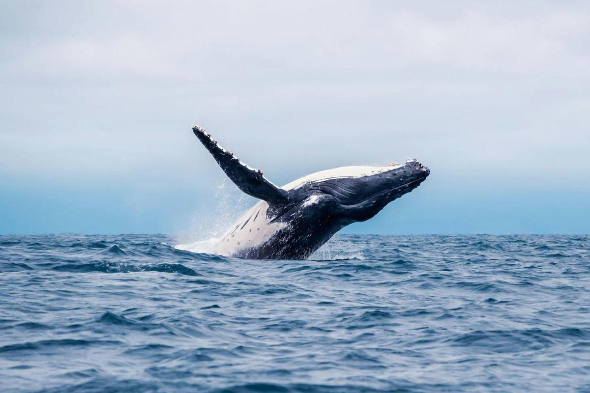 Whale Breaching