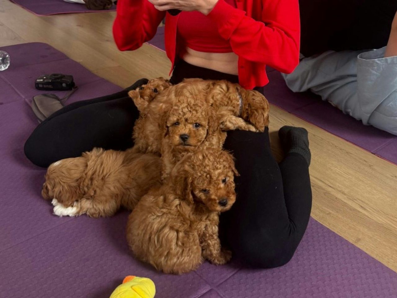 Cavoodles!