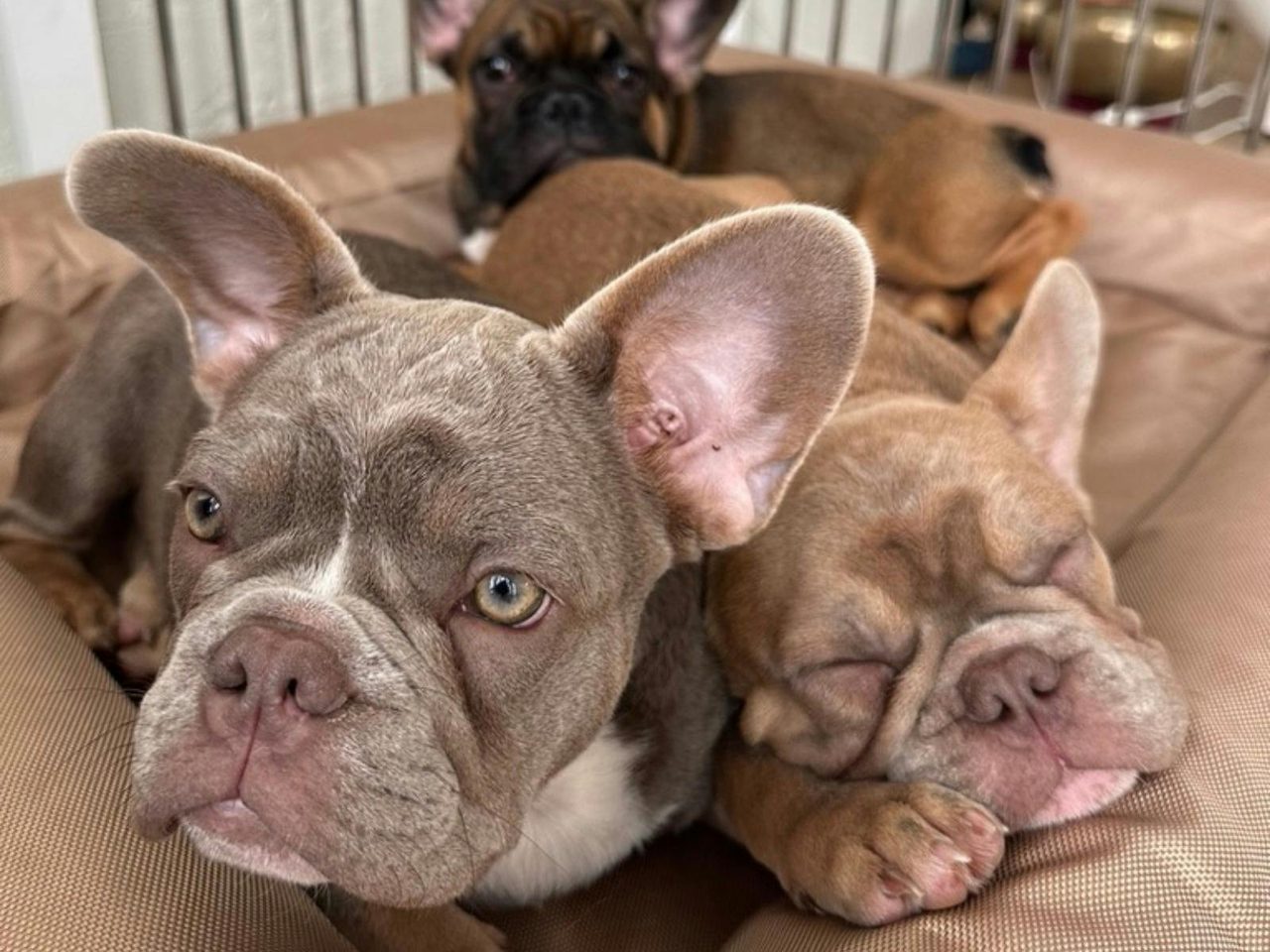 Frenchies and Bulldogs!