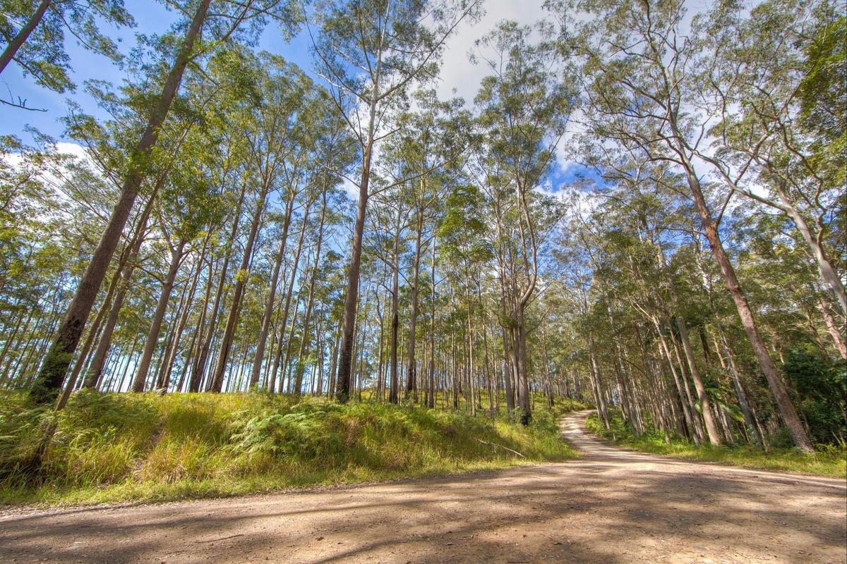 Bellthorpe National Park Woodford Moreton Bay Region