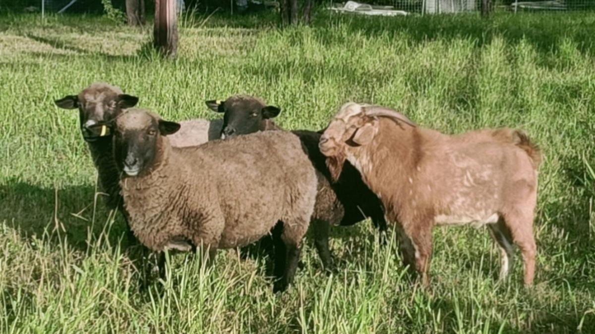 VietJess Farm