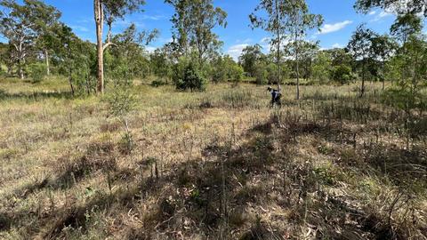 Yarraman Collier Lady D