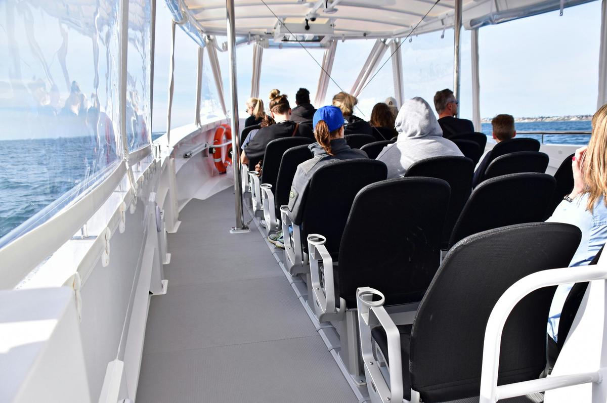 Whale Watch Gold Coast
