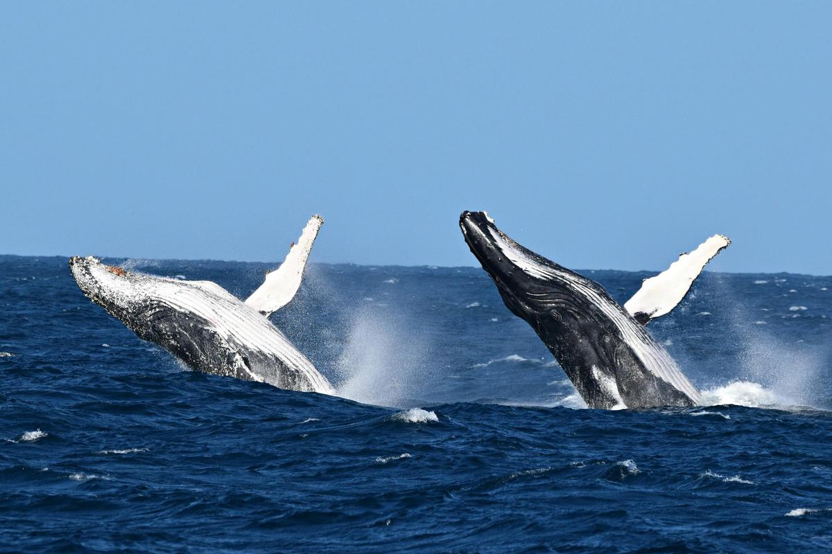 Whale Watch Gold Coast