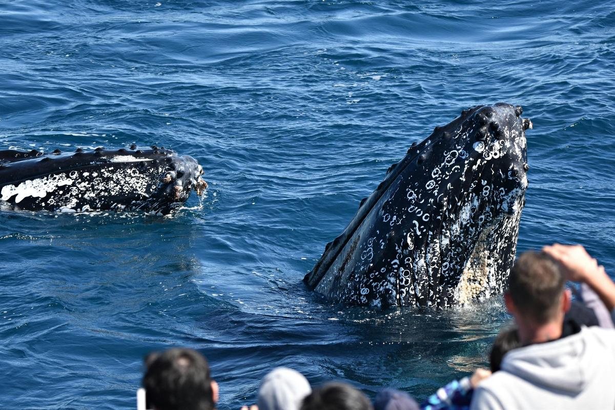 Whale Watch Gold Coast