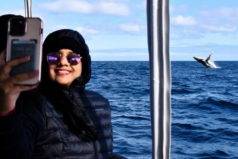 Whale Watch Queensland