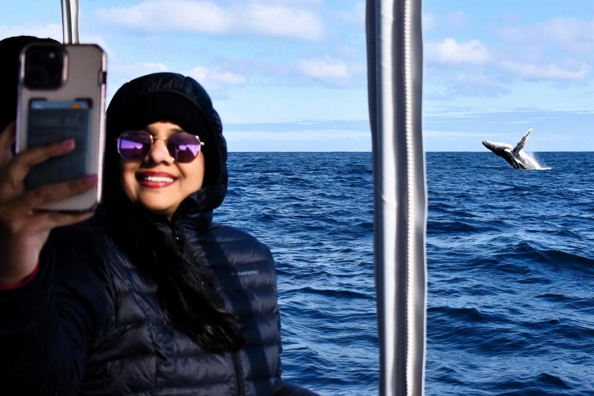 Whale Watch Queensland