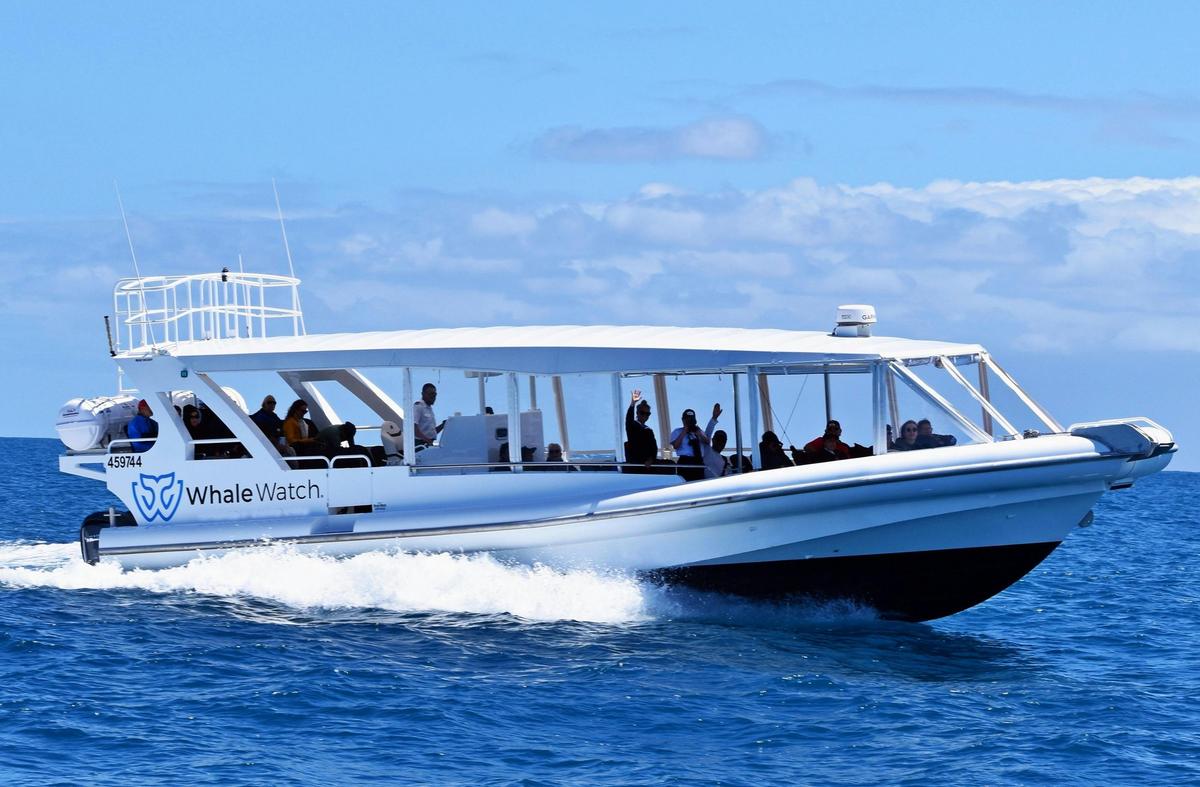Whale Watch Queensland