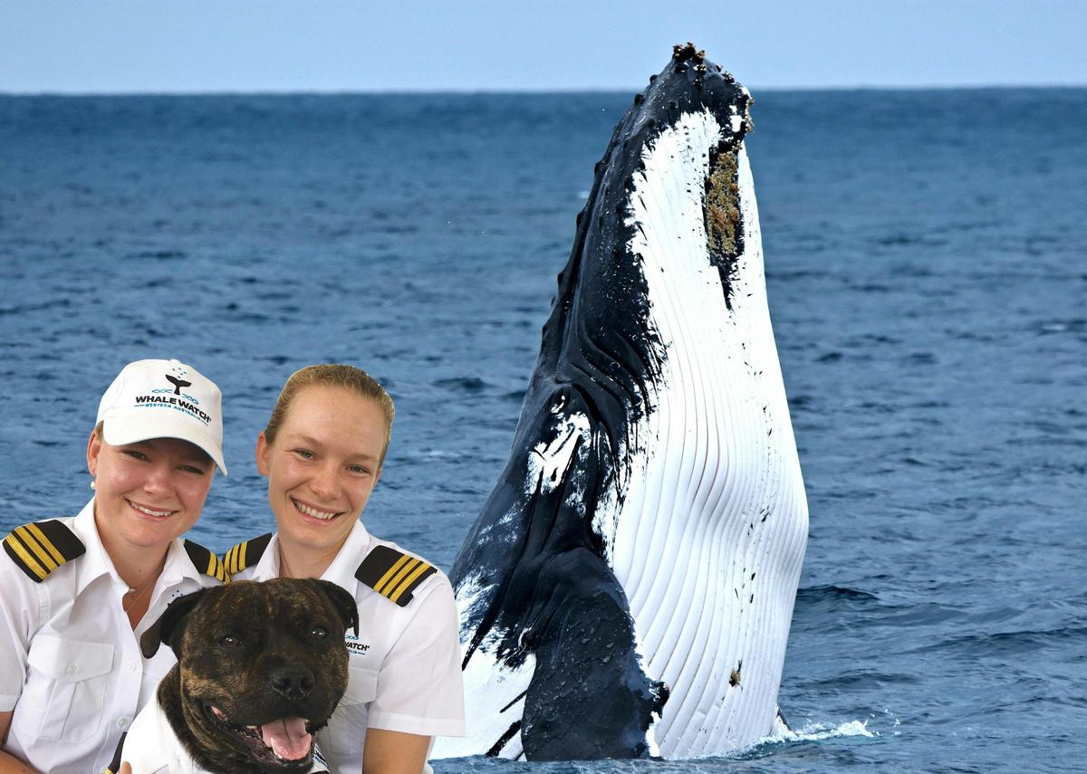 Whale Watch Gold Coast