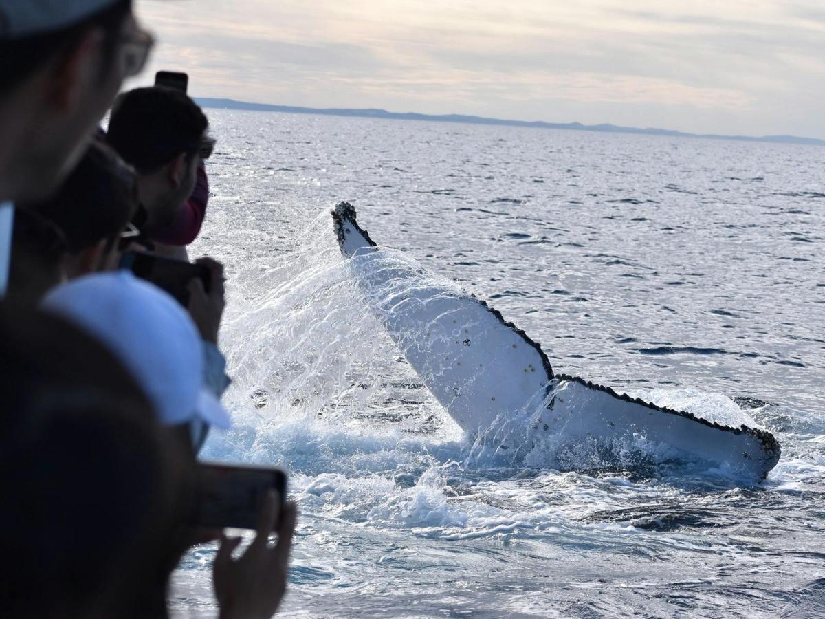 Whale Watch Queensland