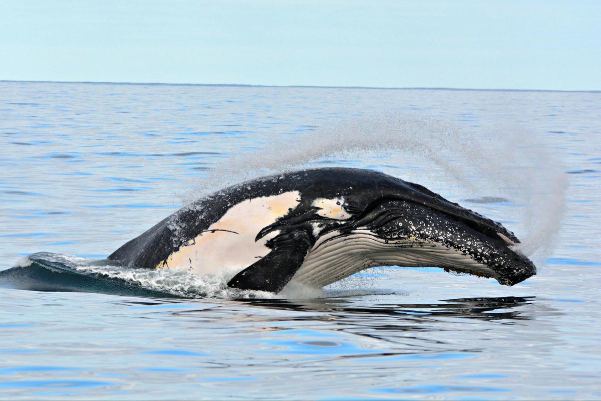 Whale Watch Gold Coast