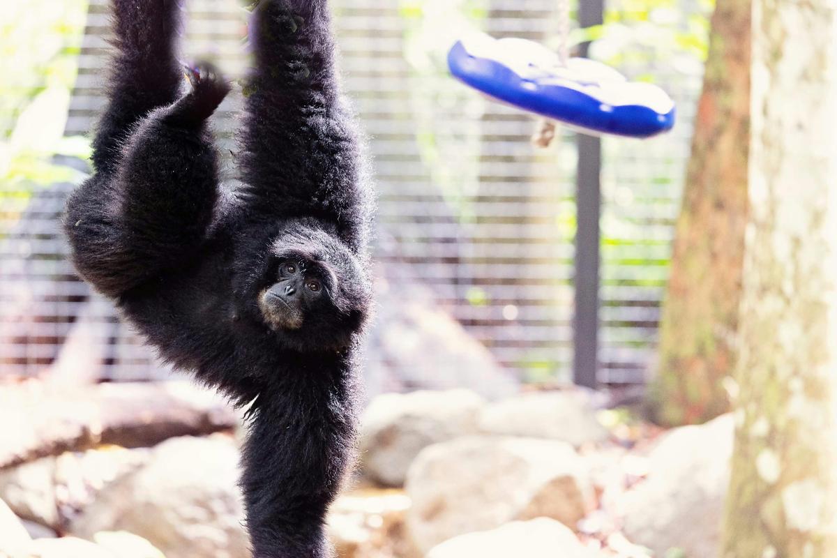 Siamang