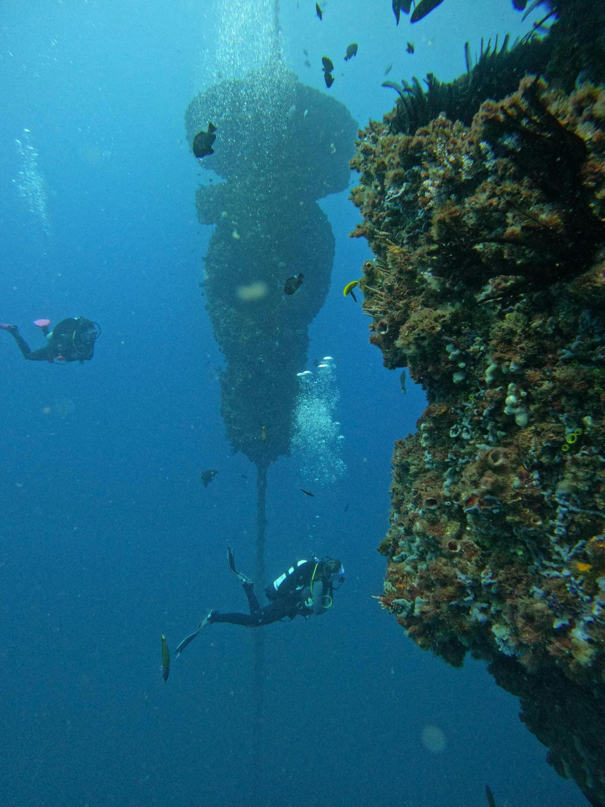 Wonder Reef Gold Coast