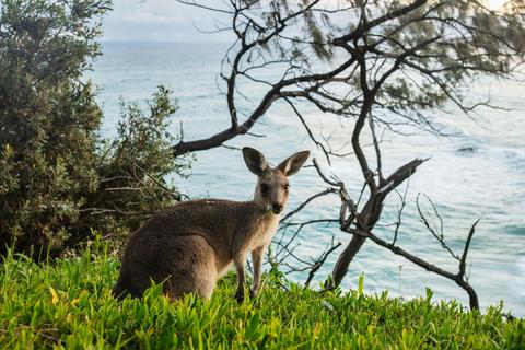 Meanjin to Minjerribah Cultural Day trip
